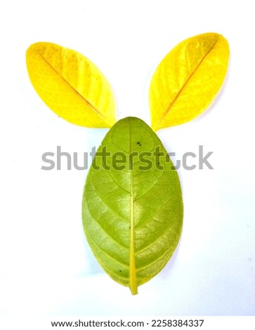 Close up green and yellow leaves different logo shape isolated on white background.
