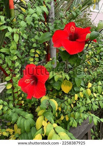 Beautiful red twin flower Hibiscus bloom on the tree , It have big size and have green mix yellow leaves around , This picture can use for wallpaper and background .