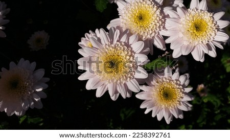 Close up of a white color 'Chrysanthemum' flower against a bright nature background.