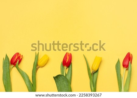 Beautiful tulip flowers on yellow background. Hello spring
