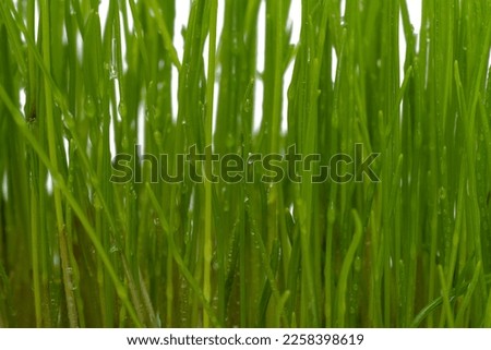 green grass with water drops isolated on white background