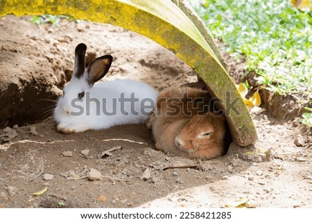 a rabbit playing in a park, picture taken during the day
