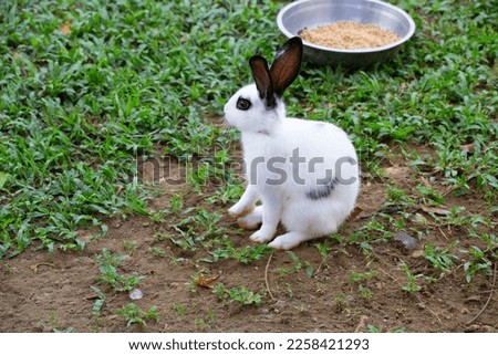 a rabbit playing in a park, picture taken during the day