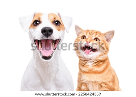 Portrait of cheerful dog jack russell terrier and meowing kitten scottish straight isolated on white background
