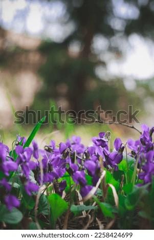 Close up planting spring purple flowers in garden concept photo. Summertime. Front view photography with blurred background. High quality picture for wallpaper, travel blog, magazine, article