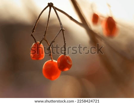 Close up autumn withered rowan berries on dried branch concept photo. Fall season. Front view photography with blurred background. High quality picture for wallpaper, travel blog, magazine, article