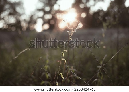 Close up dry thin wild plant illuminated by sunset beam concept photo. Weeds in park. Front view photography with blurred background. High quality picture for wallpaper, travel blog, magazine, article