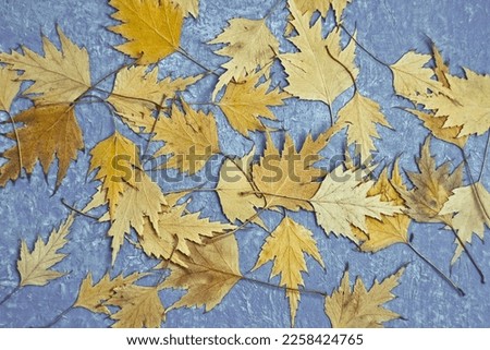 Close up dried yellow fall leaves concept photo. Preserving autumn foliage. Front view photography with blurred background. High quality picture for wallpaper, travel blog, magazine, article
