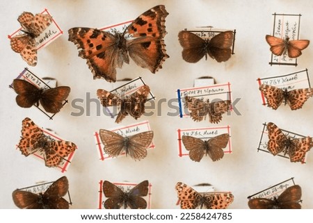 Close up collecting and pinning dried butterflies concept photo. Insect display. Front view photography with blurred background. High quality picture for wallpaper, travel blog, magazine, article