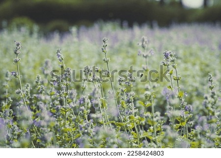 Close up lavender meadow and flying bee concept photo. Plants in bloom. Front view photography with blurred background. High quality picture for wallpaper, travel blog, magazine, article