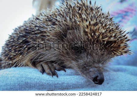Close up woman holding wild hedgehog concept photo. Cute spiny mammal. Front view photography with blurred background. High quality picture for wallpaper, travel blog, magazine, article