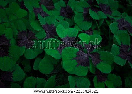 Close up shamrock clovers meadow concept photo. Three leaf plants with dark center. Front view photography with blurred background. High quality picture for wallpaper, travel blog, magazine, article