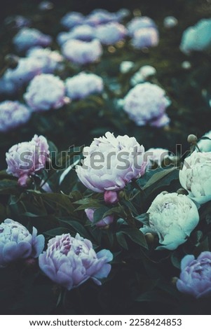 Close up pastel peonies flowers garden concept photo. Gentle flowering aesthetic. Front view photography with blurred background. High quality picture for wallpaper, travel blog, magazine, article