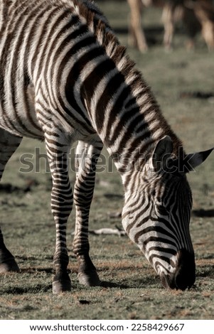 Zebra photograph Africa wildlife safari with beautiful light and not so bright colours 
