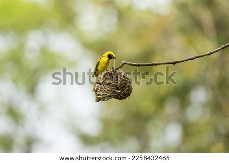 Village Weaver (Ploceus cucullatus spilonotus) bird in wild nature of Mauritius Royalty-Free Stock Photo #2258432465