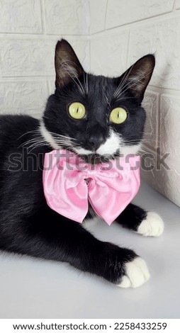 Funny black cat with a pink bow looks attentively at the camera