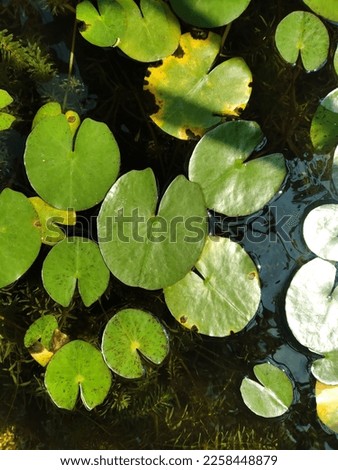 Pictures of dwarf lotus leaves, easy to grow, commonly planted