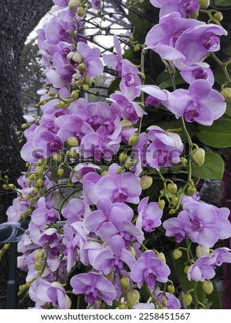 The genus Doritaenopsis is closely related to Phalaenopsis. Doritaenopsis often has smaller but very durable flowers.
