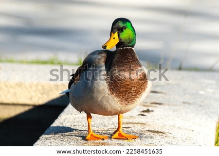 A mallard or wild duck (Anas platyrhynchos). Male duck standing beside a pond.