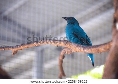 The Asian Fairy Bluebird in a cage, picture taken during the day