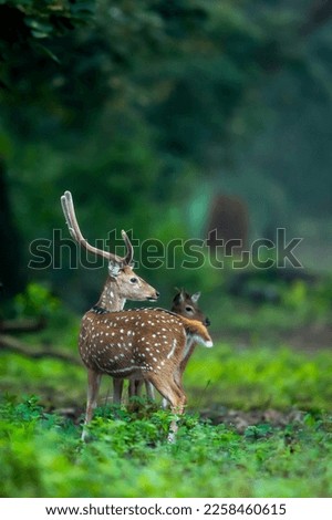 big antler male spotted deer or chital or axis deer or axis axis in wild natural green scenic background in winter outdoor wildlife safari at dhikala jim corbett national park forest uttarakhand india