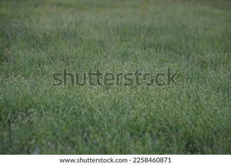 no edit picture of green grass in a tropical lawn. 