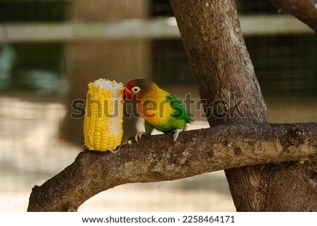 Fischer's lovebird (Agapornis fischeri) playing in a cage during the day