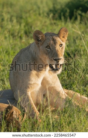 Portrait of african lion - Panthera leo, lioness. Photo from Kruger National Park in South Africa.