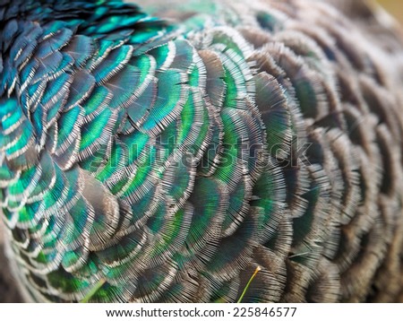 Portrait of beautiful peacock  (Pavo cristatus)