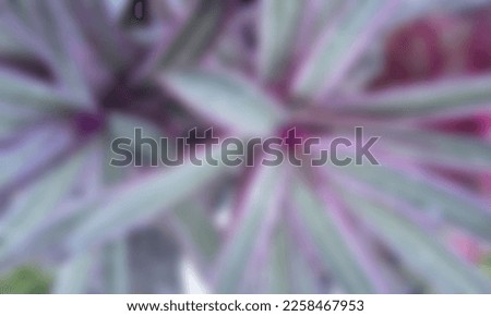 Defocused abstract background of a plant with a pink outside and green inside is really charming