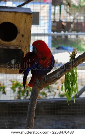 Eclectus parrot in a cage at an amusement park, picture taken during the day