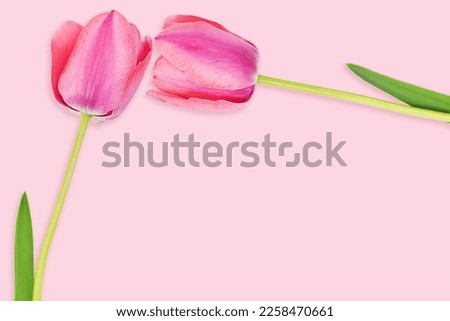 Big pink tulips with stems. Frame. March 8, International Women's, Mother's Day, birthday, spring. Copy space