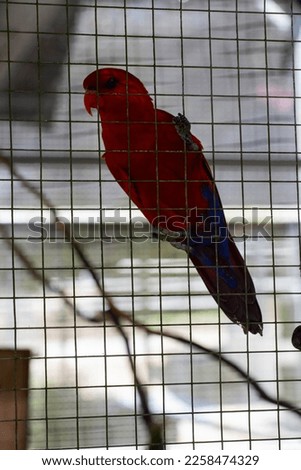 Red parrot (Eos bornea) in a cage, red parrot is a species of parrot in the Psittaculidae family, picture taken during the day