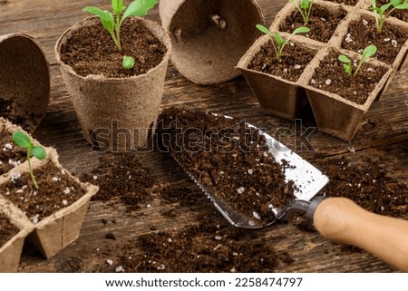 Potted flower seedlings growing in biodegradable peat moss pots. Zero waste, recycling, plastic free concept. Royalty-Free Stock Photo #2258474797