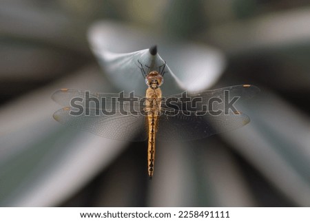 photo of dragonfly with macro lens. can be used for wallpaper, background, catalog, presentation picture and many more.