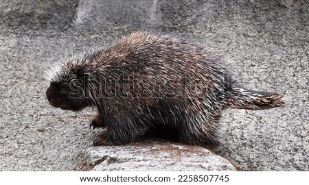 A north american porcupine walking on  stones