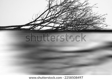 Silhouettes of a dark gloomy forest with textured trees on a white background with a blur and motion effect. The concept of dissolving dark-evil into white-good.