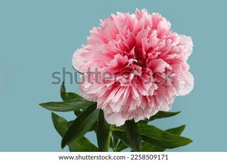 Bright delicate white-pink peony flower isolated on a blue background.