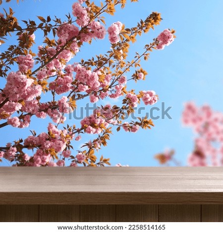 Empty wooden surface under spring tree branches with beautiful flowers against light blue sky