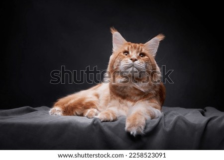 Red Maine Coon Kitten on a black background. Nice cat portrait in studio