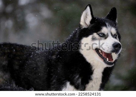 Siberian Husky dog black and white colour with blue eyes winter. 