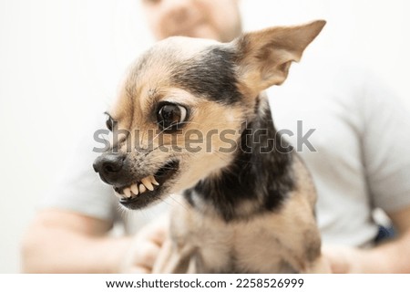 angry small dog breeds, toy terrier grins, chihuahua is afraid and shows teeth, pet growls Royalty-Free Stock Photo #2258526999