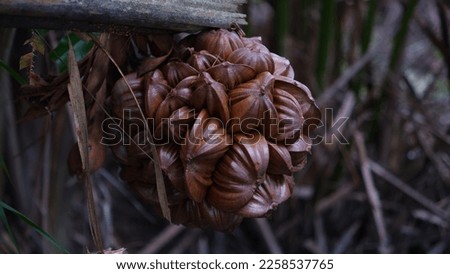 Dark Brown Nipa Fruit Grows On Muddy Plains, In The Village Of Belo Laut During The Day