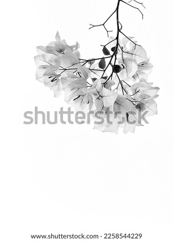 bougainvillea on Clean white background