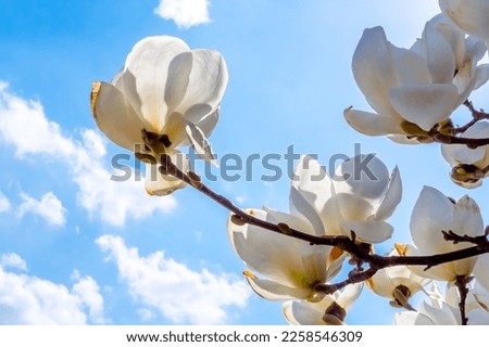 white magnolia flowers on a branch against a bright blue sky