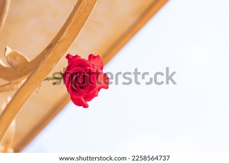 A single red rose found in the garden.