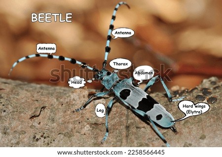 The Rosalia longicorn (Rosalia alpina) or Alpine longhorn beetle, is a large longicorn. It lives in beech forests.The body parts of the beetle are labeled on an informative picture.