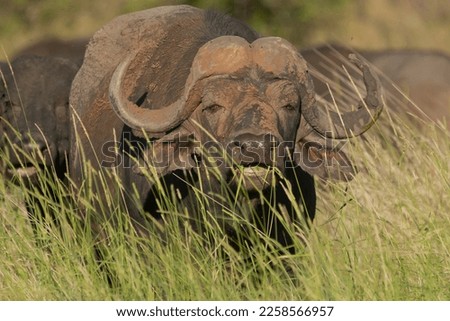 African buffalo - Syncerus caffer also called Cape buffalo eating grass. Photo from Kruger National Park in South Africa.
