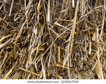 Selective focus background of straw and hay. Straw is to cover the soil for gardening. Hay use to feed animals such as horses, elephants and donkeys.