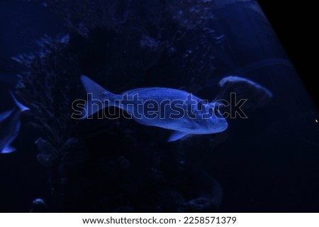 large tropical fish in the aquarium